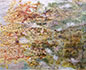 <i>Garlic Mustard and Multiflora Rose: 38° 53' 7.10" N, 88° 15' 8.80" W</i>, garlic mustard bontanical material and multiflora rose thorns with mixed media, 2013, 52" x 75.5"